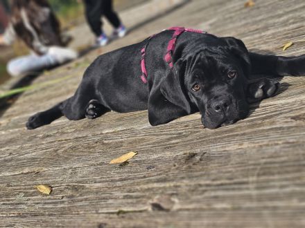 Cane corso welpen zu verkaufen