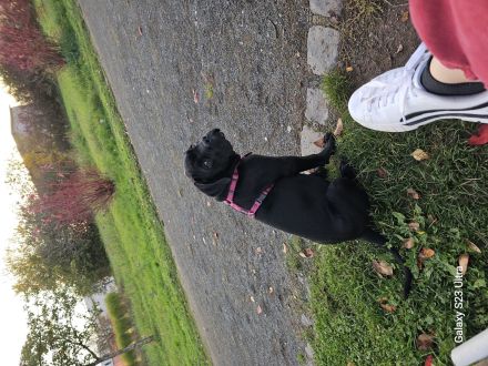 Cane corso welpen zu verkaufen