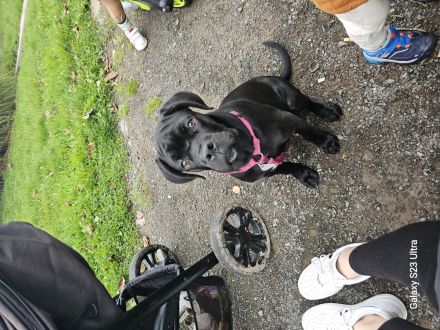 Cane corso welpen zu verkaufen