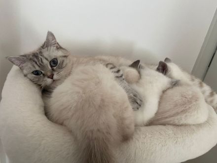 Wunderschöne Reinrassige Britisch Kurzhaar Kätzchen suchen liebevolles Zuhause