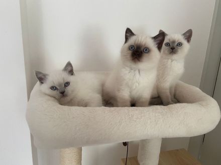 Wunderschöne Reinrassige Britisch Kurzhaar Kätzchen suchen liebevolles Zuhause