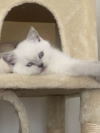 Wunderschöne Reinrassige Britisch Kurzhaar Kätzchen suchen liebevolles Zuhause