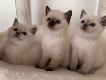 Wunderschöne Reinrassige Britisch Kurzhaar Kätzchen suchen liebevolles Zuhause