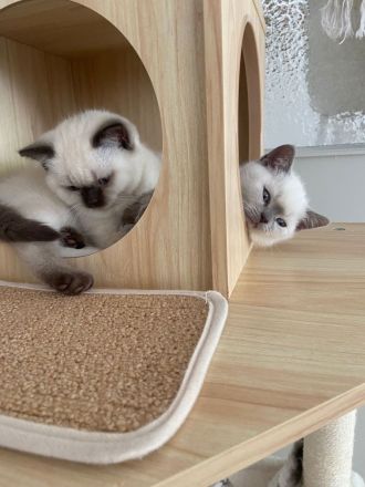 Wunderschöne Reinrassige Britisch Kurzhaar Kätzchen suchen liebevolles Zuhause