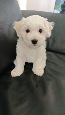 Herzensbrecher suchen ein liebevolles Zuhause: 2 Bichon Frise Welpen (Rüden) zu Verkaufen