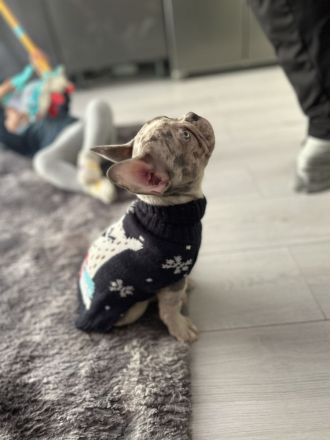 Französische bulldogge welpe