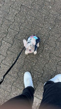 Französische bulldogge welpe