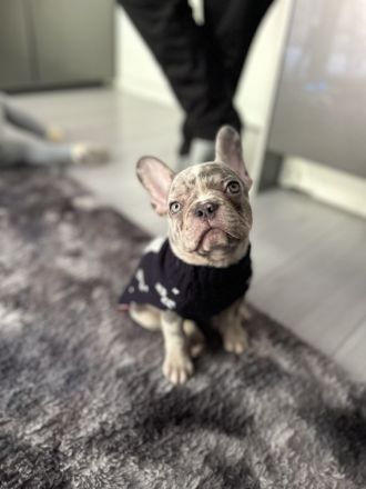 Französische bulldogge welpe