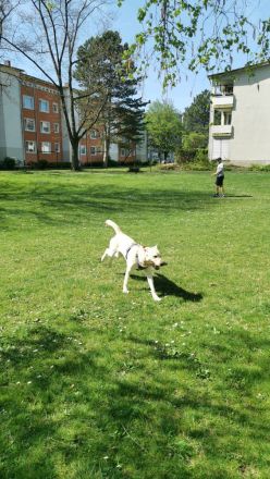 Reinrassige Labrador such ein neues Zuhause