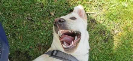 Reinrassige Labrador such ein neues Zuhause