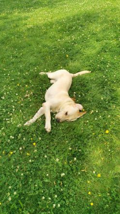 Reinrassige Labrador such ein neues Zuhause