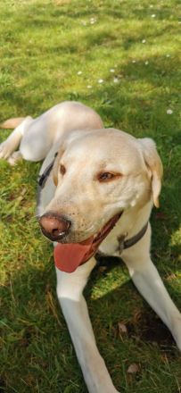 Reinrassige Labrador such ein neues Zuhause