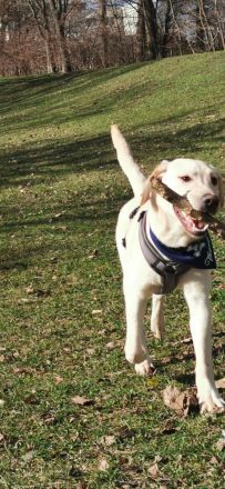 Reinrassige Labrador such ein neues Zuhause