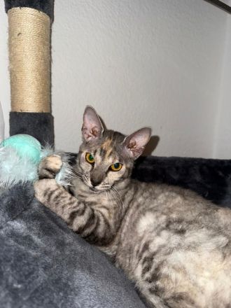 Zuckersüße Cornish Rex Katze zu verkaufen!