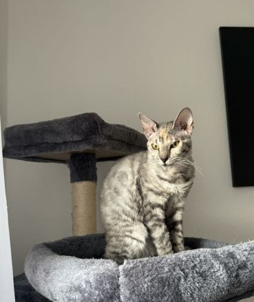 Zuckersüße Cornish Rex Katze zu verkaufen!