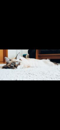 Main coon / Neva Masquarade