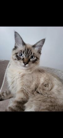Main coon / Neva Masquarade