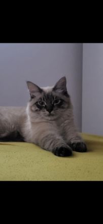 Main coon / Neva Masquarade