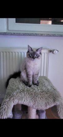 Main coon / Neva Masquarade