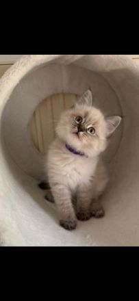 Main coon / Neva Masquarade