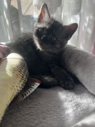 Britisch Kurzhaar mix