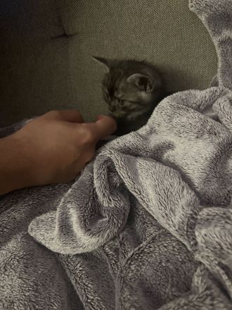 Britisch Kurzhaar mix