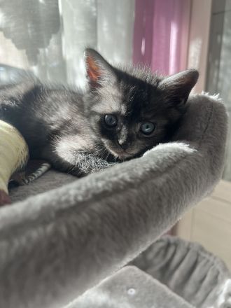 Britisch Kurzhaar mix