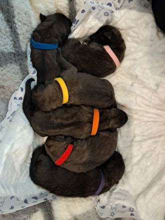 Leonberger szczenięta