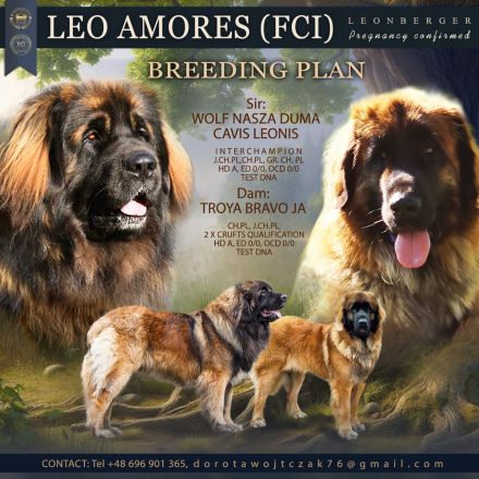 Leonberger szczenięta