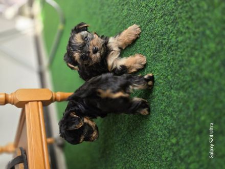 Yorkshire Terrier Welpen