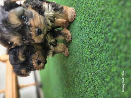 Yorkshire Terrier Welpen