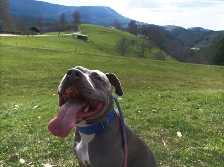 Neues Zuhause für American Bully-Hündin gesucht