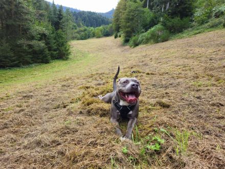 Neues Zuhause für American Bully-Hündin gesucht