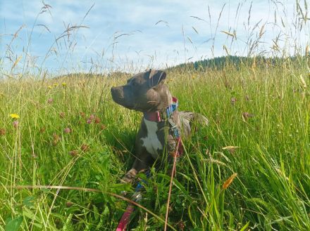 Neues Zuhause für American Bully-Hündin gesucht