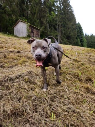 Neues Zuhause für American Bully-Hündin gesucht