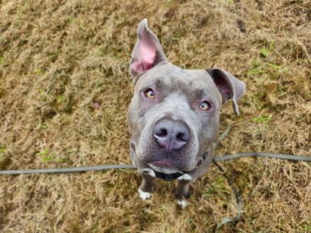 Neues Zuhause für American Bully-Hündin gesucht