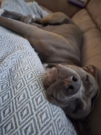 Neues Zuhause für American Bully-Hündin gesucht