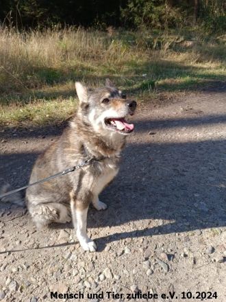 Figa sehr lieb und ausgeglichen