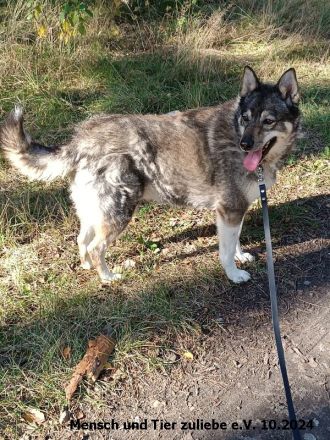 Figa sehr lieb und ausgeglichen