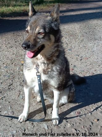 Figa sehr lieb und ausgeglichen