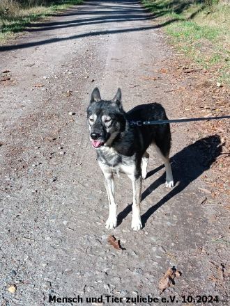 Dino lieb und sozial