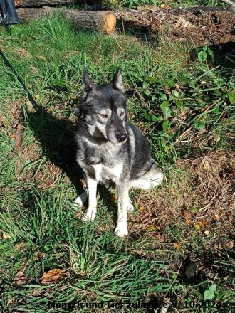 Dino lieb und sozial