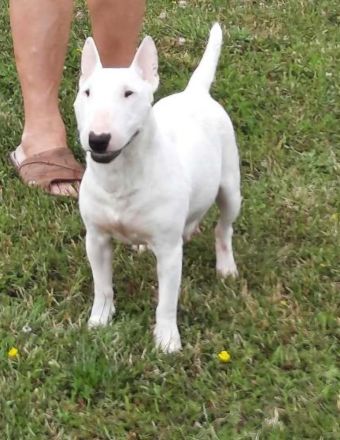 Miniatur Bullterrier mit Ahnentafel ,Hündin 4 Monate alt
