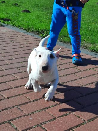 Miniatur Bullterrier mit Ahnentafel ,Hündin 4 Monate alt