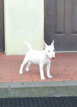 Miniatur Bullterrier mit Ahnentafel ,Hündin 4 Monate alt