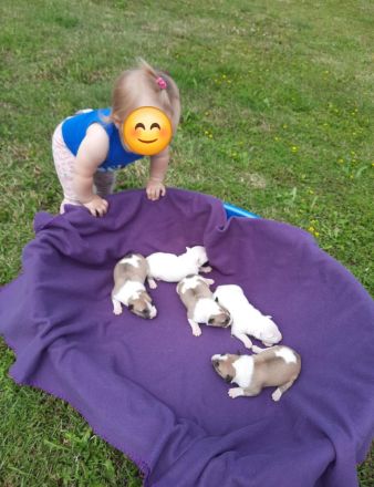 Miniatur Bullterrier mit Ahnentafel ,Hündin 4 Monate alt