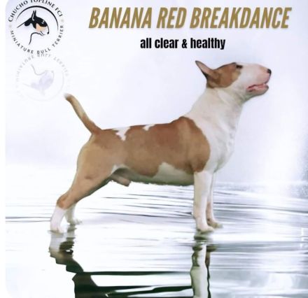 Miniatur Bullterrier mit Ahnentafel ,Hündin 4 Monate alt