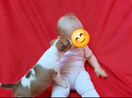 Miniatur Bullterrier mit Ahnentafel ,Hündin 4 Monate alt