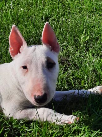 Miniatur Bullterrier mit Ahnentafel ,Hündin 4 Monate alt