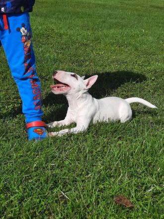 Miniatur Bullterrier mit Ahnentafel ,Hündin 4 Monate alt
